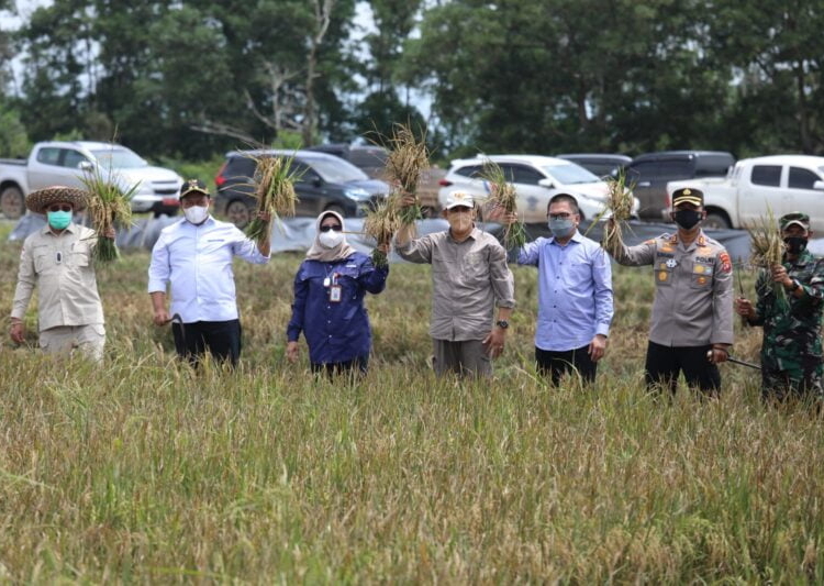 Wakil Gubernur Kalteng H. Edy Pratowo saat panen padi Inpari Nutri Zinc di kawasan Food Estate yang berada di Rey 28 Belanti Siam, Kabupaten Pulang Pisau. (Photo/ist)