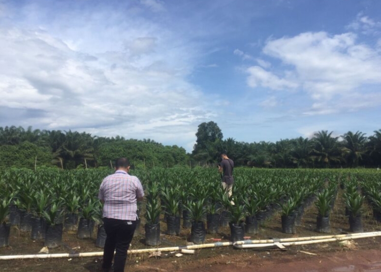 KEBUN SAWIT. Salah satu kawasan perkebunan kelapa sawit di wilayah Kabupaten Kotawaringin Barat-Kalimantan Tengah. (Photo/ist)