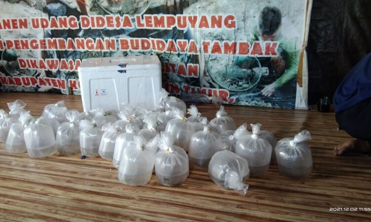 Bantuan berupa benur udang windu sebanyak 1.500.000 ekor. (Photo/ist)