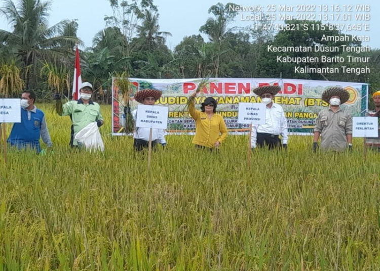 Direktur Perlindungan Tanaman Direktorat Jenderal (Ditjen) Tanaman Pangan Kementan RI Takdir Mulyadi saat melakukan panen padi Budidaya Tanaman Sehat variates inpari 30 di Kecamatan Dusun Tengah Kabupaten Barito Timur. (Photo/ist)