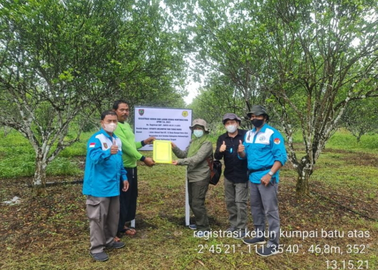 Pengembangan kawasan jeruk siam di Desa Kumpai Batu Atas, Kecamatan Arut Selatan, Kabupaten Kotawaringin Barat. (Photo/ist)