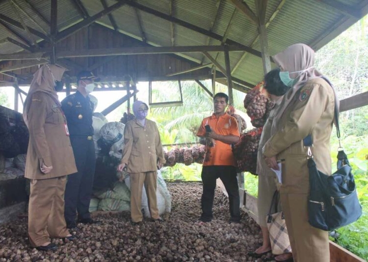 Kepala Dinas Perdagangan dan Perindustrian Prov. Kalteng Aster Bonawaty bersama dengan Kepala Dinas Koperasi dan UKM Prov. Kalteng Aty Mulyati serta Kepala Bea Cukai Palangka Raya Firman Yusuf dan Tim melakukan peninjauan lapangan ke salah satu Petani sekaligus Pelaku Usa produk Pinang Kering yang berorientasi Ekspor di Palangka Raya. (Photo/ist)