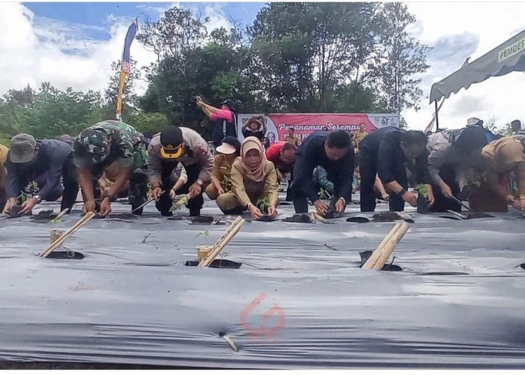 Pj Bupati Barsel Lisda Arriyana saat melakukan penanaman bibit bersama Forkopimda Barsel. (ist)