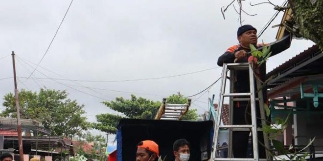 Petugas BPBD Kota Palangka Raya memotong pohon yang rawan tumbang