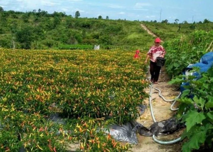 Tanaman lombok di Desa Sabibilah, Barsel yang kini menjadi percontohan. (istimewa)