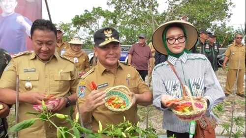 Gubernur Kalteng H. Sugianto Sabran, didampingi Wagub Kalteng H. Edy Pratowo dan ketua TP=PKK Prov. Kalteng Ivo Sugianto Sabran saat melakukan penen perdana bawang dan cabe di Tangkiling, Selasa (27/12). (Photo/debak)