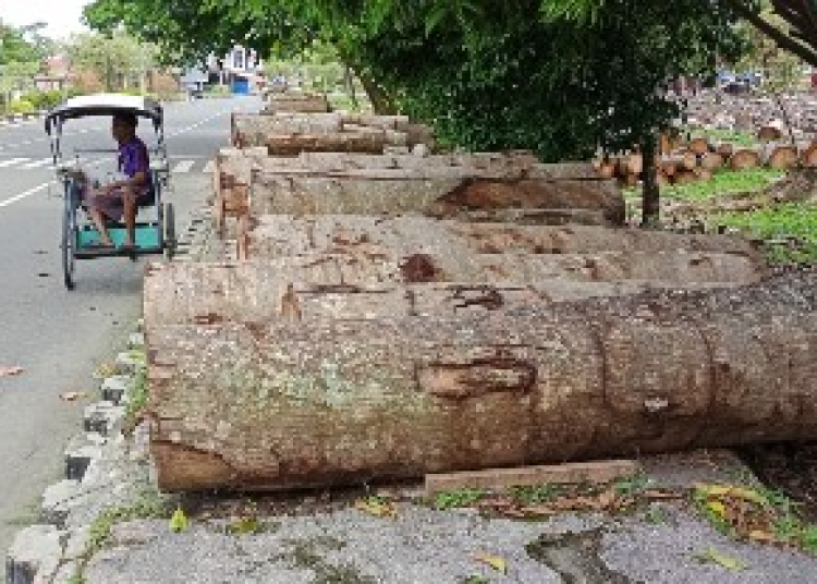 Tumpukan kayu bekas tebangan hutan kota di Kuala Kapuas. (Ist)