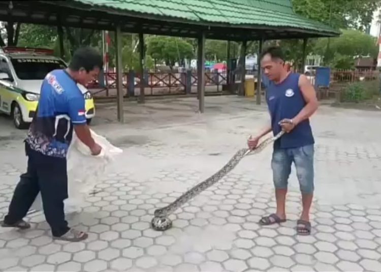 Petugas saat menangkap ular piton yang berada di atap rumah warga. [Foto/RizaL]