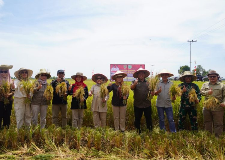 Wagub Kalteng dan jajaran saat melakukan panen perdana padi di Desa Belanti Siam Kab. Pulang Pisau. (Photo/rizal)