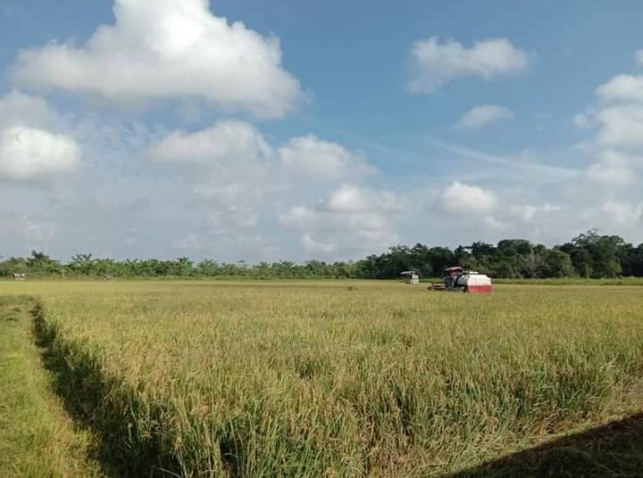 Lahan pertanian di Kecamatan Katingan Kuala. (foto: istimewa)