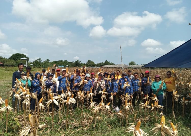 Panen perdana jagung Pemkab Barsel. (ist)