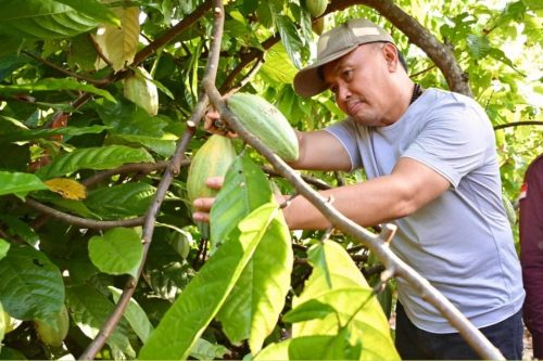 Gubernur Kalteng H Sugianto Sabran saat memetik buah kakao (coklat) di kebun milik salah seorang warga di Kecamatan Laung Tuhup, Murung Raya.(Photo/tendi)