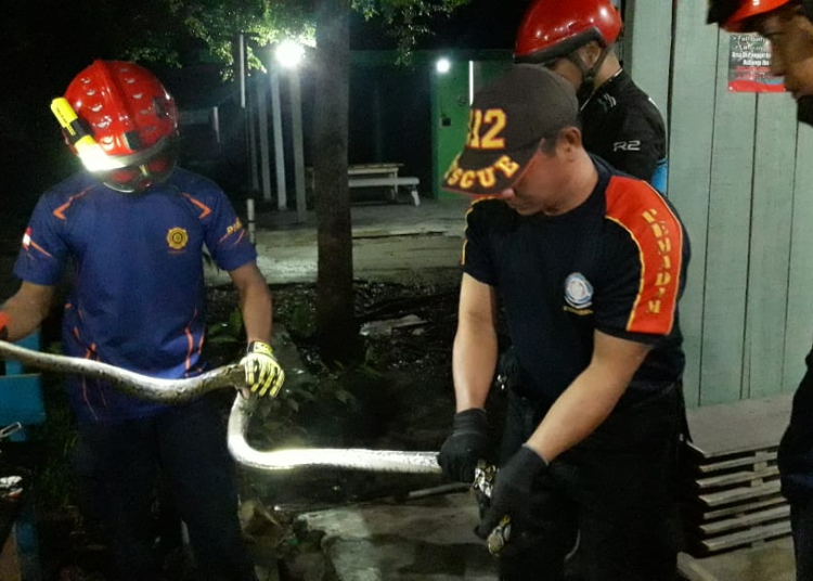 KETERANGAN FOTO : Ular piton berukuran besar bersembunyi di lantai teras warung Es Kelapa Bakar dievakuasi damkar. FOTO/RIZAL