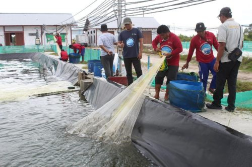 Panen parsial kesatu siklus kedua di shrimp estate Berkah yang menghasilkan 4,2 ton udang Vaname.(Photo/t2n)